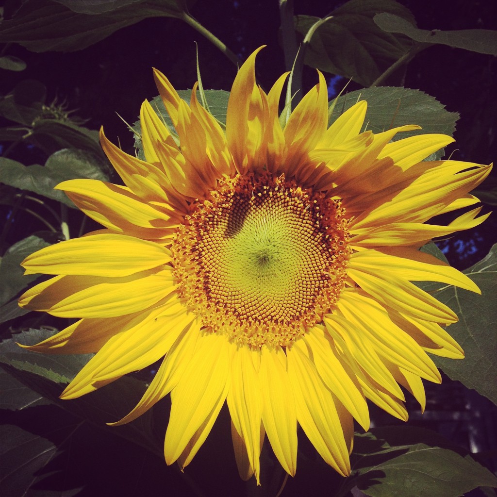 sunflower