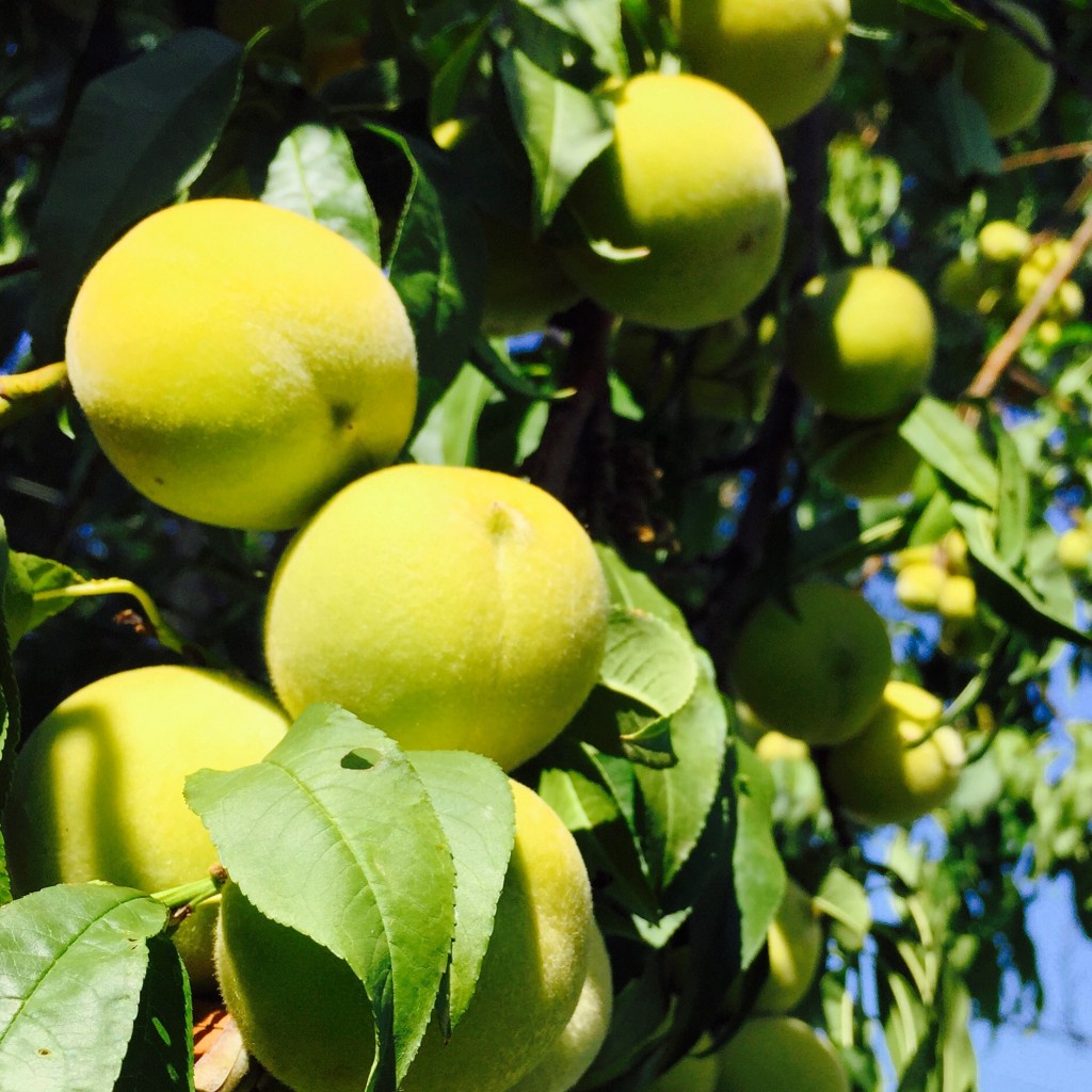 20150923_Peaches