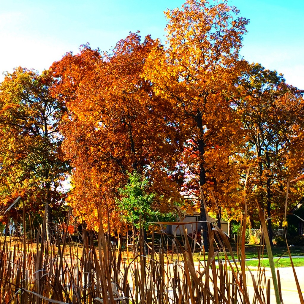 20151020_autumn